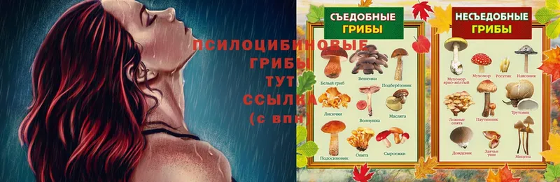 Галлюциногенные грибы Psilocybe  Бокситогорск 